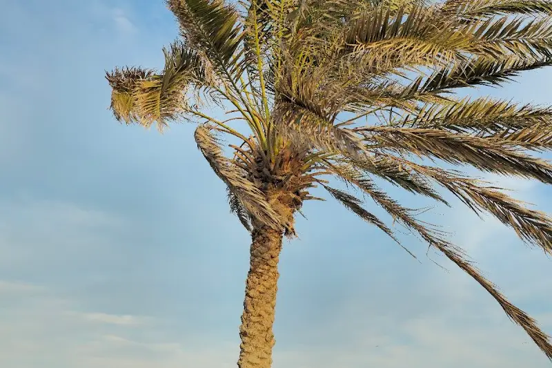 مسقط في عطلة